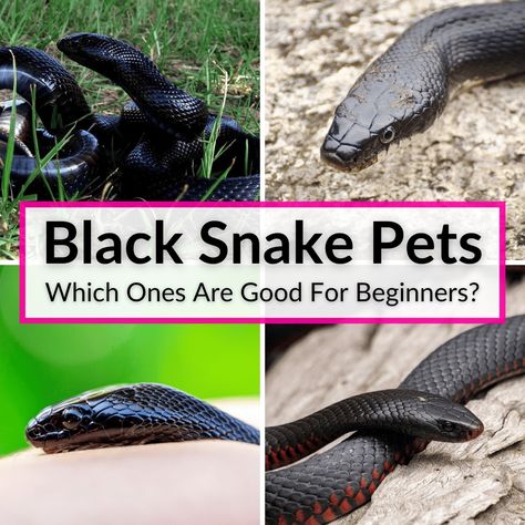 There are several good black snake pets, but not all are suitable for beginners. Some are larger or even slightly venomous. The first two species below are... Non Venomous Snakes, Snake Pets, Mexican Black Kingsnake, Snake Facts, Milk Snake, Black Rat, Rat Snake, Largest Snake, African House