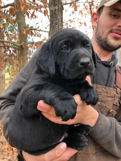 AKC “English Blockhead” Labrador Retriever Pups English Black Lab, Funny Pics Of Dogs, English Lab Puppies, English Labrador Retriever, Dog Drawing Reference, Silver Lab Puppies, Lab Pups, Labrador Puppies For Sale, Big Dogs Breeds