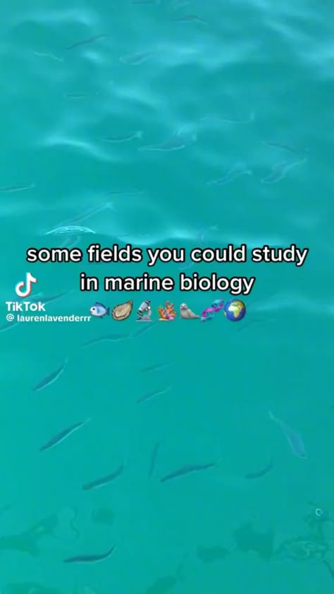 Pov You Study Marine Biology, Marine Biology Fields, Marine Biology Classroom, Marine Biology Motivation, How To Be A Marine Biologist, Marine Biology Quotes, Marine Biology Posters, Marine Biology Sharks, Marine Biology College