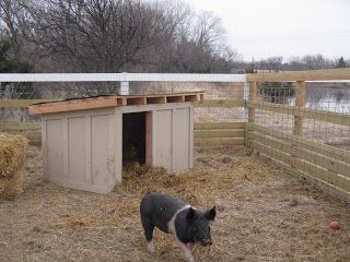 A huge winter storm is on it's way, and the three little  pigs decided to destroy their straw bale house.  So this weekend a new house was m... Diy Pig Fence, Pigs Pen Ideas, Pig Set Up, Pig Pens Diy, Diy Pig Enclosure, Pig Shed Ideas, Diy Pig House, Diy Pig Pen Outside, Pig Pen Ideas Shelters