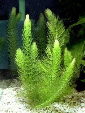 Hornwort Plants - Oxygenator Plant - Algae Fighter - Aquatic Pond Plant Small Water Gardens, Tanaman Air, Freshwater Plants, Freshwater Aquarium Plants, Taman Air, Goldfish Tank, Indoor Water Garden, Bawah Air, Live Aquarium Plants