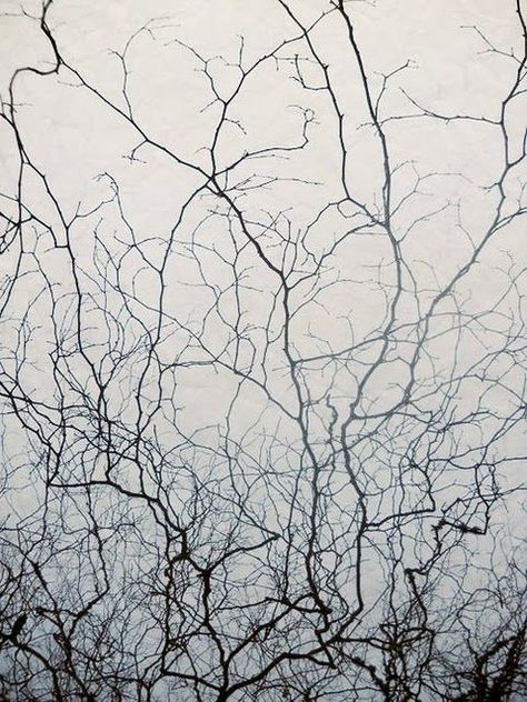 Patterns In Nature, Tree Art, Textures Patterns, White Photography, Tree Branches, In Nature, Art Inspo, Art Photography, Nature Photography