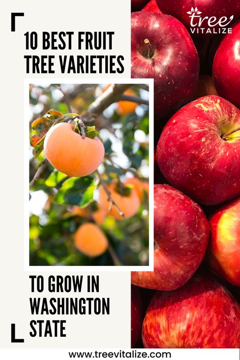 10 Best Fruit Tree Varieties to Grow in Washington State Washington Gardening, Fruit Trees In Zone 6, Best Fruit Trees For Texas, Nc Fruit Trees, Fastest Growing Fruit Trees, Tree Of Life Washington State, Growing Citrus, Fruit Tree Garden, Planting Fruit Trees