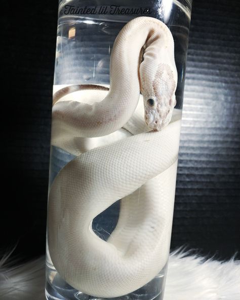 Wet specimen snake by @taintedliltreasures on Instagram I make all kinds of wet specimens and other oddities! Taxidermy Wet Specimen, Snake Wet Specimen, Wet Specimen Aesthetic, Preserved Animals In Jars, Snake Taxidermy, Diaphonized Specimens, Preserved Animals, Wet Specimen Taxidermy, Wet Specimen