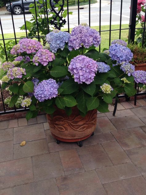 Miniature Hydrangea Plants, Flower Garden Hydrangea, Hortensia South Korea, Caren Hortensia, Hydrangea Grandiflora, Dream Backyard Garden, Landscaping Around Trees, Garden Pond Design, Outside Plants