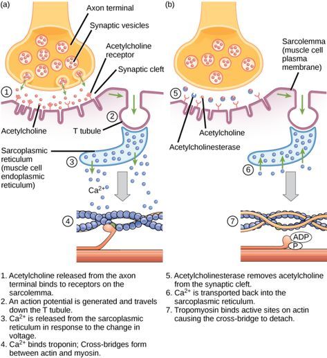 image Skeletal Muscle Contraction, Biology Textbook, Biology Revision, Plasma Membrane, Basic Anatomy And Physiology, Ap Biology, Muscular System, Nursing School Studying, Medical School Studying