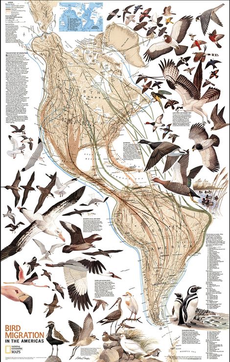 Bird Migration Map, Animal Infographic, Penguin Species, Bird Identification, Nature Projects, Science Illustration, Bird Migration, Migratory Birds, Free Maps