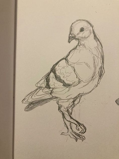 Animal Sketch Reference, Pigeon Sketch Drawings, Pigeon Drawing Reference, Pigeons Drawings, Pigeon Art Drawing, Bird Reference Drawing, Birds Drawing Pencil, Cute Pigeon Drawing, Pigeon Reference