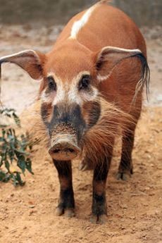 Red river hog Weird Mammals, Red River Hog, Wild Hogs, Wild Pig, Wild Hog, Photos Aesthetic, Animal World, Interesting Animals, Unusual Animals