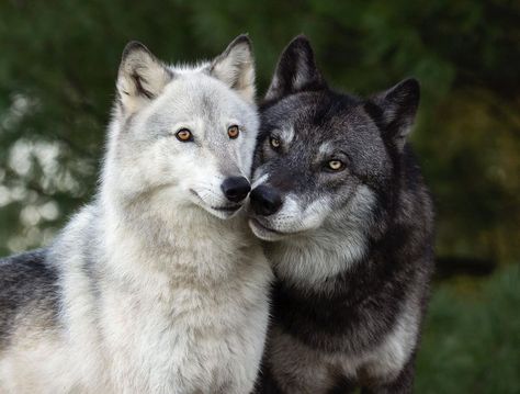 Wolf And Husky, Silly Wolves, Wolves Playing, Wolves Aesthetic, Cute Wolves, Stranger Aesthetic, 3 Wolves, Timber Wolves, Wolf Mates