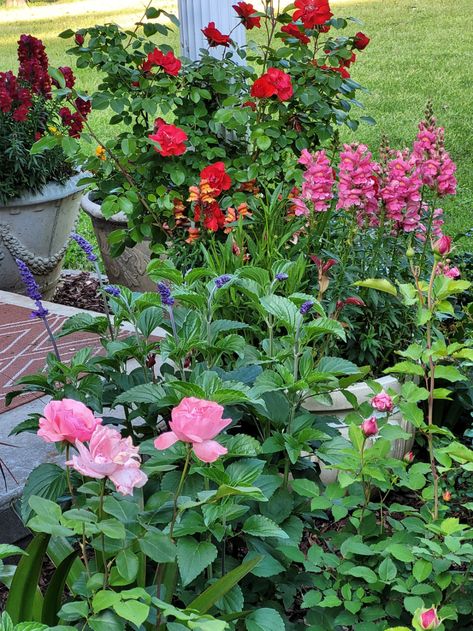 Louisiana Native Garden, Louisiana Flower Beds Front Yards, Louisiana Garden Ideas, Louisiana Garden, Louisiana Gardening, Southern Gardens, Gardening Magazine, Garden Renovation, Fine Gardening Magazine