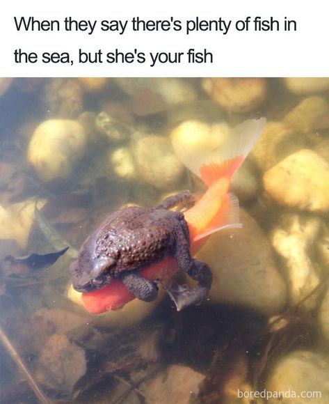 Wholesome-Loving-Relationship-Memes Plenty Of Fish, Hilarious Funny, Relationship Memes, Funny Relationship, Sea Fish, Funny Animal Pictures, Wild Animals, Funny Animal, Animal Memes