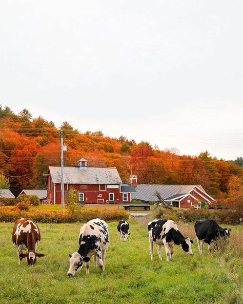 Maine Autumn, Leaves Autumn, Covered Bridges, Nature Photographs, These Girls, New Hampshire, Hampshire, East Coast, Vermont