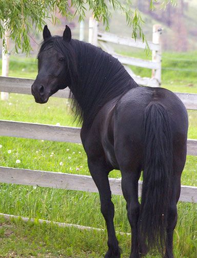 Cherry Creek Canadian horses. Canadian Horse, Best Names, Beautiful Horses Photography, Black Horses, Most Beautiful Animals, Majestic Horse, All The Pretty Horses, Horse Drawings, Cute Horses