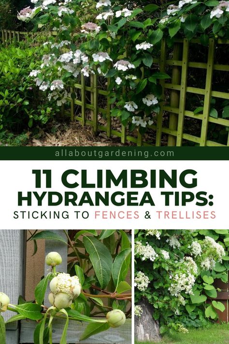 How To Make A Trellis Climbing Vines, Trellis On Front Of House, Plants That Climb Trellis, Climbing Hydrangea On House, Climbing Hydrangea Trellis Ideas, Climbing Jasmine Vines, Hydrangea Climber, Climbing Hydrangea Trellis, Climbing Hydrangea Fence