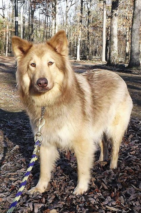 Native American Indian Dog. I think this May be my next dog. Native American Dog, Native American Indian Dog, American Indian Dog, Indian Dog, Spitz Pomeranian, Pet Anime, American Dog, Anatolian Shepherd, Dogs Breeds