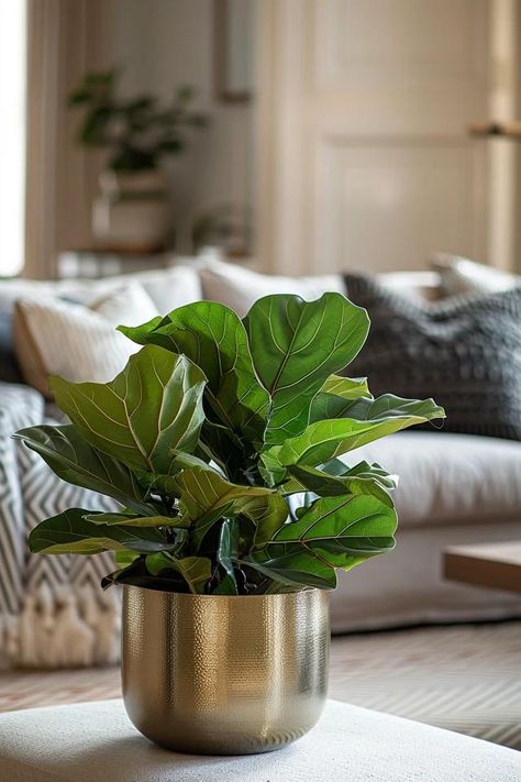 How To Branch A Fiddle Leaf Fig: Encouraging Lush Growth Fig Tree Plant, Fig Varieties, Plant Interior, Backyard Balcony, Fiddle Leaf Fig Tree, Ficus Lyrata, Feed Insta, Shot List, Fiddle Leaf