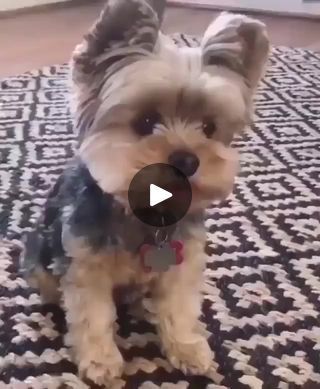 38K views · 2.2K reactions | He's so well trained 🐾⁠⠀�⁠ #yorkies #yorkielife #yorkiegram #yorkshireterriersofinstagram #yorkshireterrier #yorkshireterrierlove #yorkshireterriers #yorkielover #yorkiesofinstagram #yorkielove #yorkiefamous #yorkie #yorkielovers #yorkiepuppy #yorkiemoments | Yorkshire Terrier Lover | Yorkshire Terrier Lover · Original audio Yorkshire Terrier Haircuts, Terrier Haircut, Girls Haircut, Yorkshire Terrier Haircut, Yorkie Lovers, Girl Haircut, Yorkie Puppy, Haircut Ideas, Yorkshire Terrier