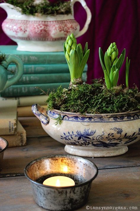 Hyacinth Bulbs, Vintage Containers, Spring Centerpiece, Front Porch Christmas Decor Ideas, Porch Christmas Decor Ideas, Porch Christmas Decor, Front Porch Christmas, Christmas Decor Ideas Diy, Decor Ideas Diy