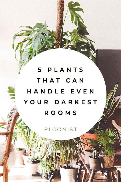 Low Light House Plants, Indoor Plants Low Light, Basement Living, Hm Home, Basement Living Rooms, Living Room Plants, Paper Plants, Low Light Plants, Bathroom Plants