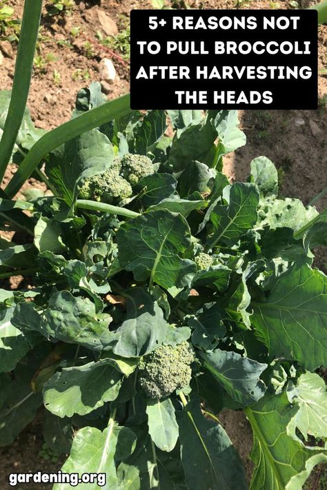 Discover why leaving broccoli plants in the ground after harvesting can be beneficial! Explore 5+ reasons not to pull broccoli after harvesting the heads. Harvesting Broccoli, Broccoli Flower, Edible Stem, Broccoli Leaves, Broccoli Plant, Growing Broccoli, Plant Parts, Diy Compost, Broccoli Stems