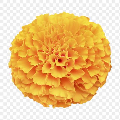 Yellow Flowers Png, Sticker Transparent Background, Marigold Orange, Png Flower, Sticker Transparent, Golden Yellow Color, Marigold Flower, Banner Background Images, Awesome Designs