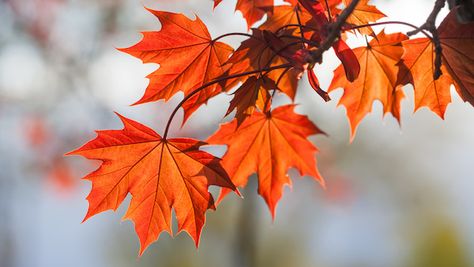 Maple Tree Varieties, Red Maple Tree, Andrea Berg, Daffodil Bulbs, Red Maple, Red Leaves, Maple Tree, Deciduous Trees, Tree Branch