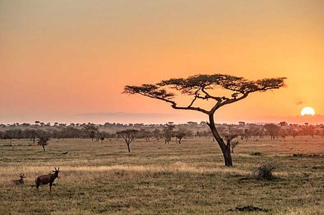 Tanzania Photography, Serengeti Tanzania, University Of Cape Town, Beauty Plan, African Plains, Conservation Biology, Carbon Sequestration, 동화 삽화, African Travel