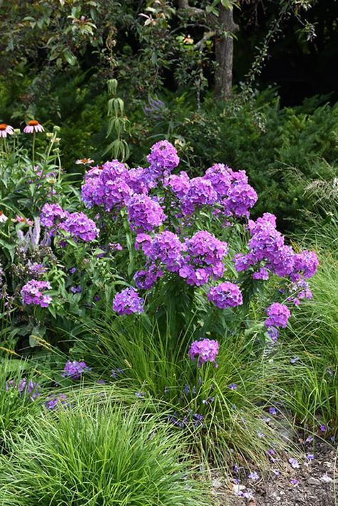 Flowering Shade Plants, Phlox Plant, Phlox Flowers, Phlox Paniculata, Succulent Landscape Design, Perennial Bulbs, Paradise Garden, Shade Flowers, Landscaping Supplies