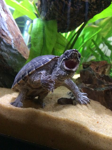 My musk turtle feelin happy :-) Common Musk Turtle, Drawing Ideas Turtle, Sea Animal Drawing, Draw Turtle, Turtle Tank Ideas, Turtle Aesthetic, Pictures Of Turtles, Tattoo Turtle, Turtle Tanks