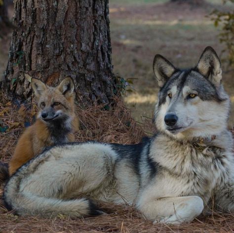 Wolf Therian, Therian Pfp, Dog Match, Wolf Spirit Animal, Wolf Pictures, Pet Fox, Pretty Animals, The Fox And The Hound, Wild Dogs