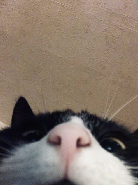 When you open up the front camera by mistake... Cat Looking At Camera, Cats Stuff, Cute Cat Memes, Cat Nose, Cat Selfie, Wild Beauty, Cat Icon, After 3, Cat Boarding