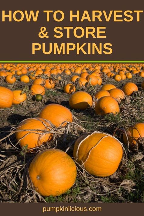 When To Harvest Pumpkins, Pumpkin Growing, Preserving Pumpkins, Planting Pumpkins, Pumpkin Garden, Pumpkin Squash, Growing Pumpkins, Homemade Pumpkin Puree, Vegetable Garden Diy