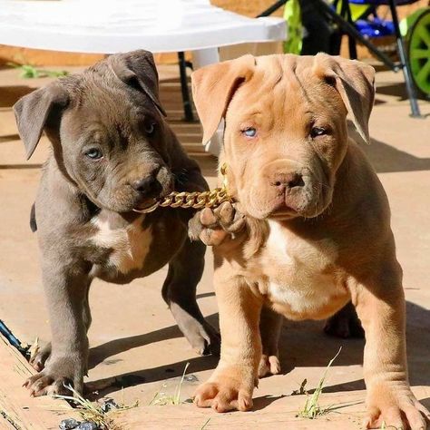 Pinterest @sweetness Pit Bull Puppies, Pitbull Puppies, Cute Dogs And Puppies, Pitbull Dog, Pitbull Terrier, Baby Dogs, Cute Little Animals, Free Stickers, Beautiful Dogs