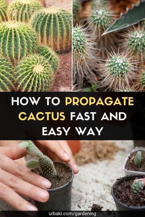 Propagating Cactus Plants, How To Propagate A Cactus, Cactus Propagation, Barbed Wire Cactus, Growing Cactus From Seed, Propagating Cactus, Cactus Care, Propagating Succulents, Replant