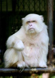 Albino Monkey Albino Monkey, White Monkey, Rare Albino Animals, Albino Animals, Mandrill, A Monkey, Unusual Animals, Rare Animals, Amazing Animals