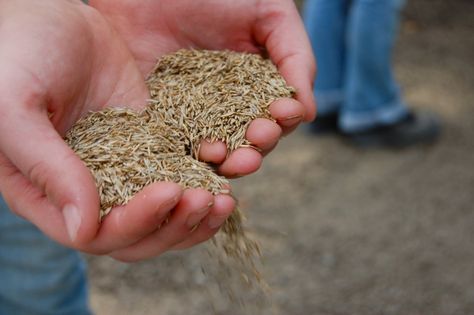 Grass seeds in hands Grow Grass Fast, Grass Fertilizer, Centipede Grass, Fescue Lawn, Best Grass Seed, Zoysia Grass, Grass Species, Bermuda Grass, Seeding Lawn