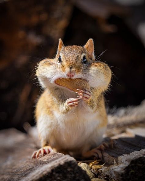 Adorable squirrel eating nut on stony ground · Free Stock Photo Beautiful Pictures Of Animals, Squirrel Eating Nut, Chipmunk Cute, Baby Flying Squirrel, Eating Acorns, Squirrel Pet, Squirrel Photo, Inktober Inspiration, Squirrel Eating