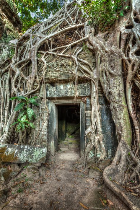 Ancient stone door and tree roots, Ta Prohm temple, Angkor by f9photos. High dynamic range (hdr) image of ancient stone door and tree roots, Ta Prohm temple ruins, Angkor, Cambodia #Affiliate #Prohm, #Ta, #Angkor, #temple Ta Prohm, Ruins, Nature, Ta Prohm Temple, Temple Door, Stone Door, Hidden Temple, Aztec Temple, Old Temple