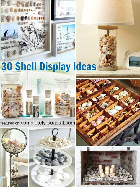 Shell Display Ideas, Sea Shell Display Ideas, Sea Shell Display, Display Seashells, Collection Display Ideas, Rock Collection Display, Decor Marin, Seashell Collection, Seashell Display