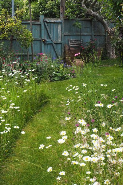 Mini Meadow, Funny Vine, Country Garden Decor, Meadow Garden, Cottage Garden Design, Garden Types, Have Inspiration, Wildflower Garden, Garden Centre