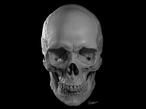 Skull Female, Skull References, Horror Artwork Illustrations, Female Skull, Skull Template, Skull Anatomy, Skull Reference, Skull Model, Digital Sculpture