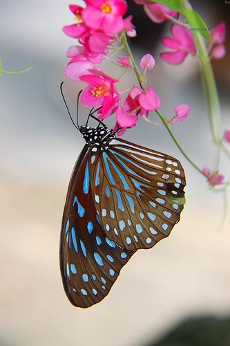 Butterfly In Nature, Tiger Butterfly, Photo Papillon, On The Wings Of Love, Types Of Butterflies, Blue Tiger, Butterflies Flying, Flying Insects, Beautiful Bugs