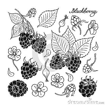 blackberry-black-white-berries-set-hand-drawn-flat-image-vector-illustration-white-background Blackberries Illustration, Blackberry Drawing, Tattoo Future, Blackberry Tattoo, Blackberry Bush, Ornamental Art, White Berries, Journal Inspo, Image Vector