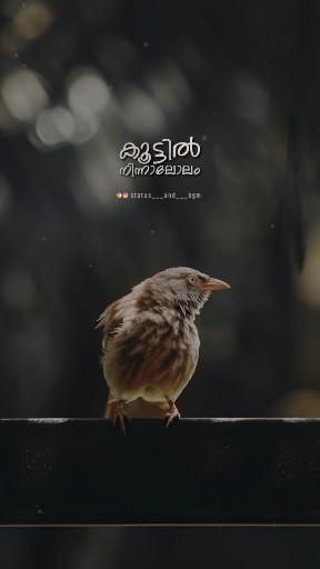 Jesus Malayalam Songs, Status For Whatsapp Malayalam, New Malayalam Song Lyrics, Malayalam Status Video, Malayalam Quotes Feelings, Malayalam Song Lyrics, Love Malayalam, Music Love Quotes, Quotes Malayalam