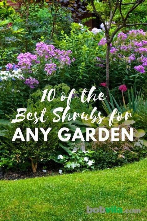 Live Large Front Yard Curb Appeal, Low Maintenance Landscape, Shrubs For Landscaping, Front Yards Curb Appeal, Large Backyard Landscaping, Low Maintenance Shrubs, Low Maintenance Landscaping, Garden Shrubs, Landscaping Supplies