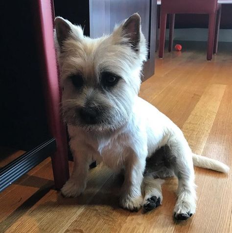 Looking for haircut ideas for your Cairn Terrier? Take a look at these 12 best Cairn Terriers, especially for the dog lover in you! Carin Terrier Haircut, Terrier Mix Haircut, Dog Pampering, Terrier Haircut, Shitzu Mix, Carin Terrier, Cairn Terrier Puppies, Dog Haircut, Cairn Terrier Mix