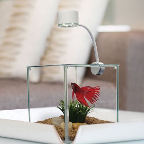 Features: -Offers you an escape from the stresses of your life. -Calming element into your everyday environment. -Aquarium capacity: 0.9 Gallon. -Marina collection. Shape: -Square. Water Capacit Minimalist Aquarium, Betta Aquarium, Mini Aquarium, Aquarium Stand, Betta Tank, Salt Water Fish, Betta Fish Tank, Aquarium Design, Aquarium Lighting