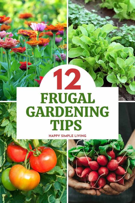 Zinnias, tomatoes, and radish plants. Underconsumption Core, Plant Tricks, Growing Rhubarb, Frugal Gardening, Rain Barrels, Denver Botanic Gardens, Gardening Zones, Tips To Save Money, Gardening Techniques