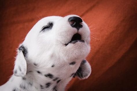 Lil' dalmatian puppy howling Dogs Howling, Spotty Dog, Puppy Barking, Dalmatian Puppy, Love My Dog, Dalmatian Dogs, Dog Barking, Puppy Pictures, Dalmatian